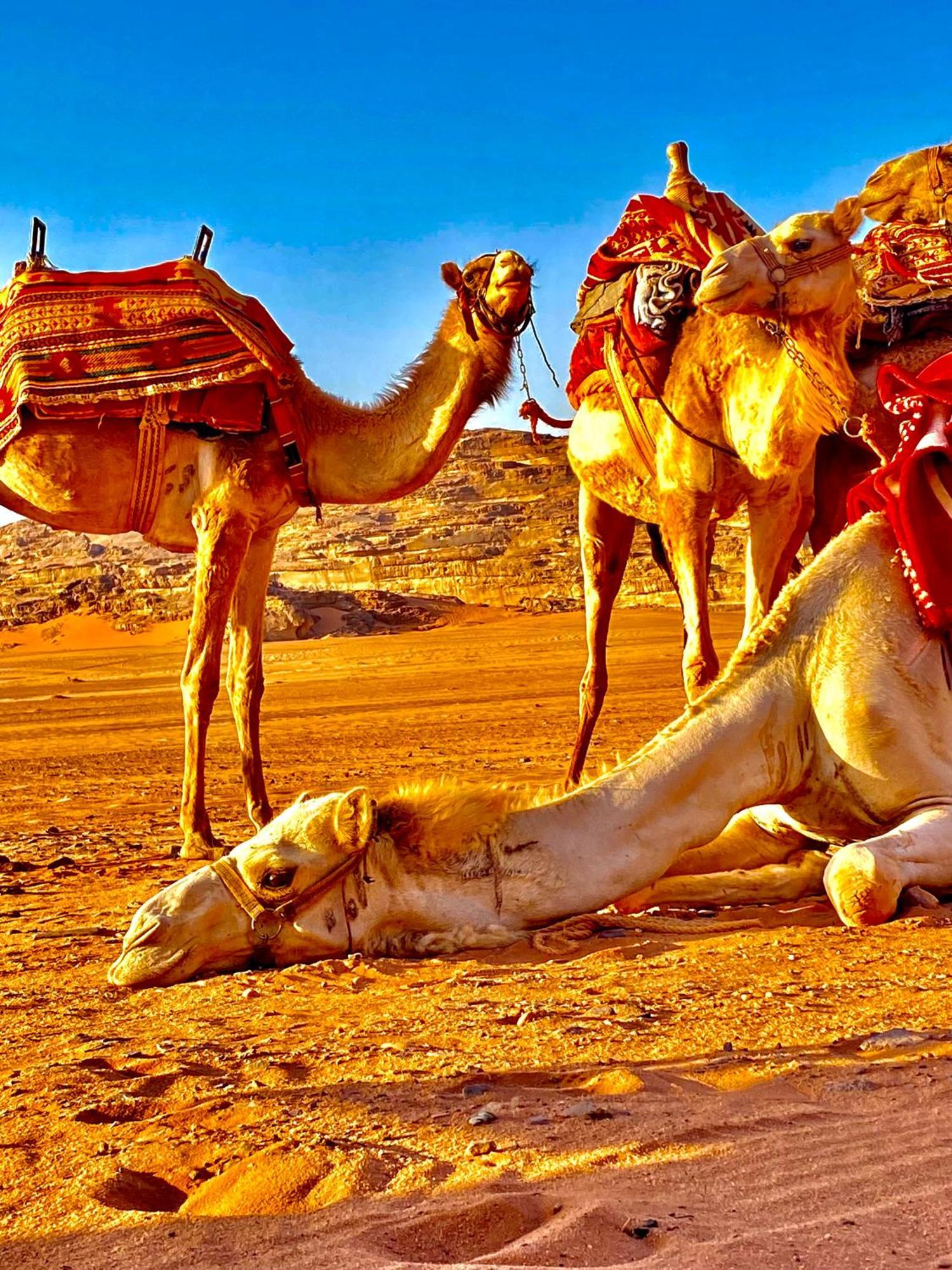 Rum Relaxation Luxury Camp Wadi Rum Ngoại thất bức ảnh