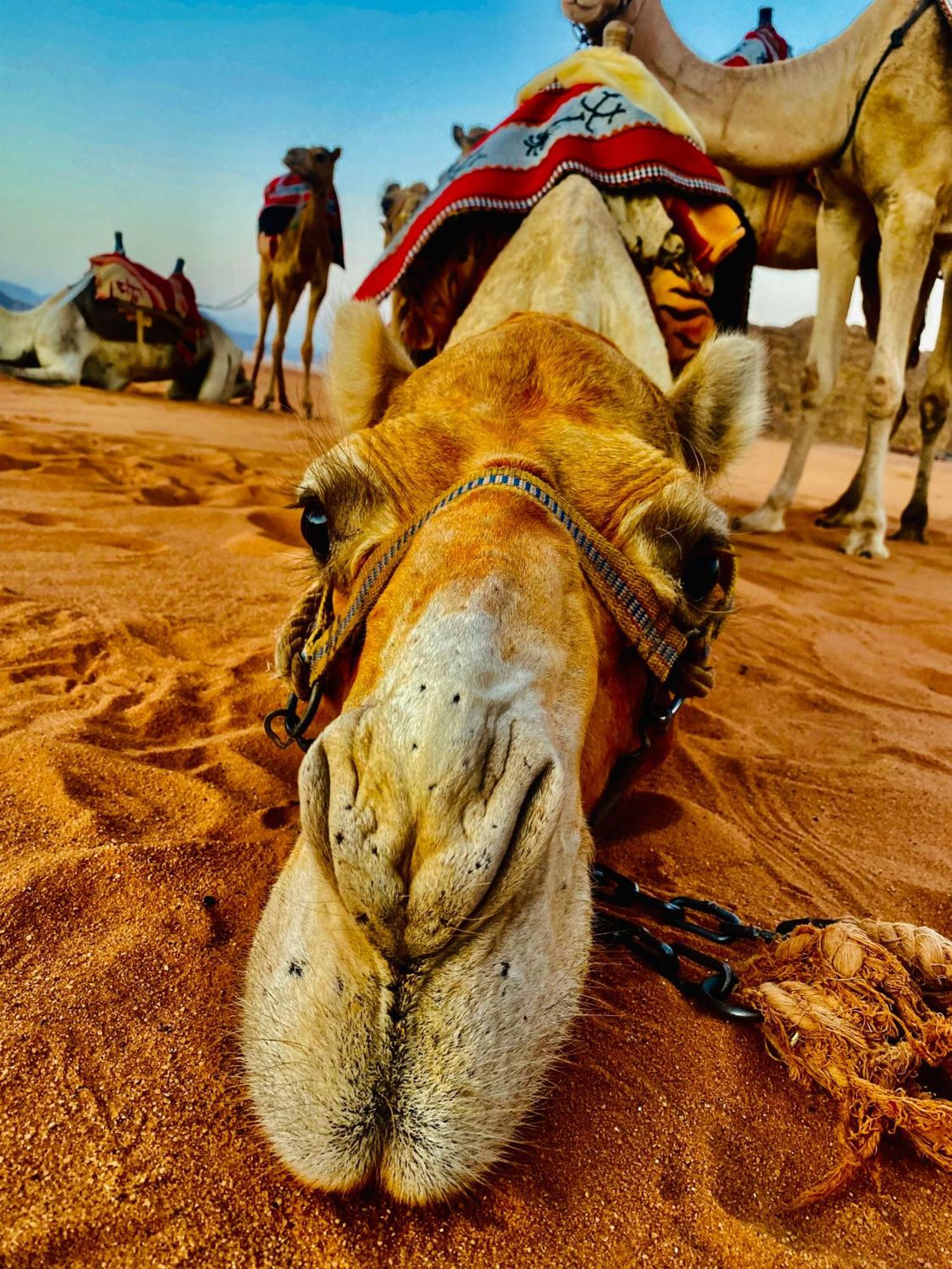 Rum Relaxation Luxury Camp Wadi Rum Ngoại thất bức ảnh